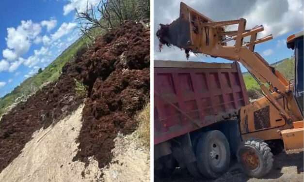 Seaweed Cleared from Mangroves as Jumby Bay Responds to Public Outcry