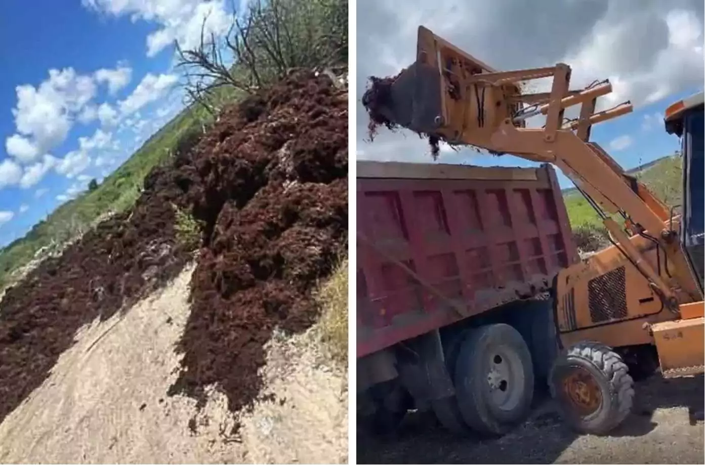 Seaweed Cleared from Mangroves as Jumby Bay Responds to Public Outcry