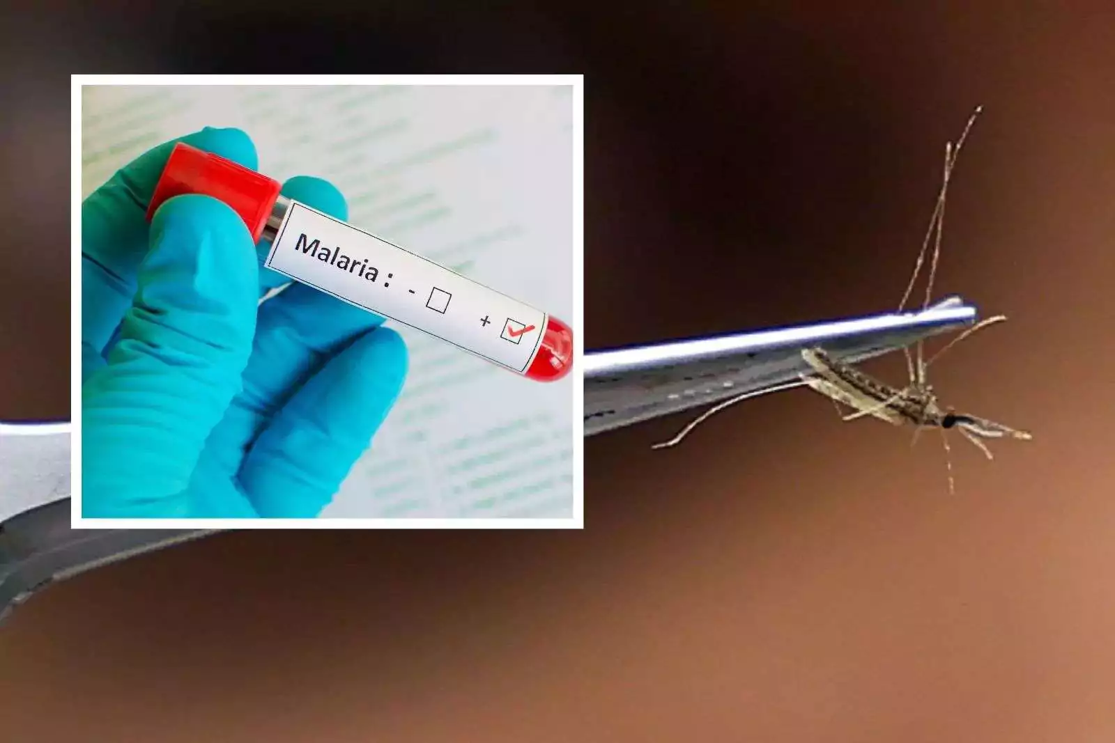 Two Cases of Malaria Confirmed in Antigua and Barbuda as Government Strengthens Health Surveillance