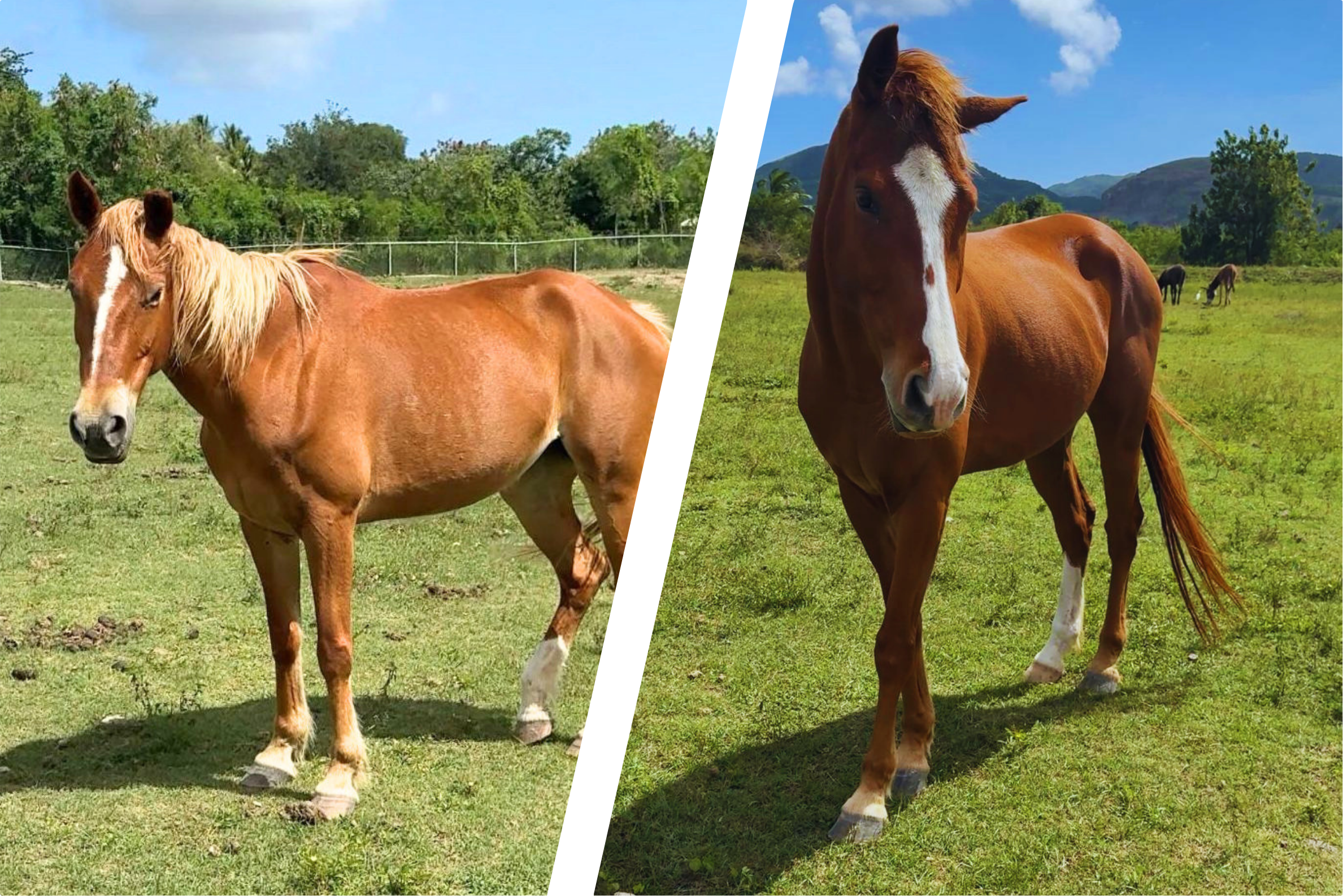Two Horses Stolen from Big Creek Farm as Owner Appeals for Public's Help