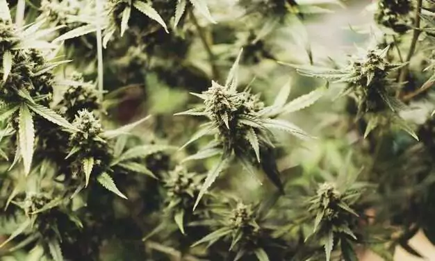 Four Men Face Multi-Million Dollar Drug Charges After Police Dismantle Pares Cannabis Plantation