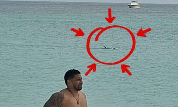 WATCH: Shark Spotted Near Fryes Beach as Public Urged to Exercise Caution