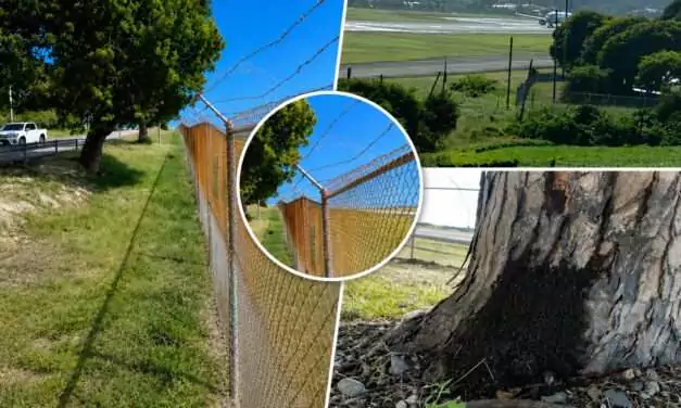Airport Authority to Remove Three Mahogany Trees as Runway Project Nears Completion