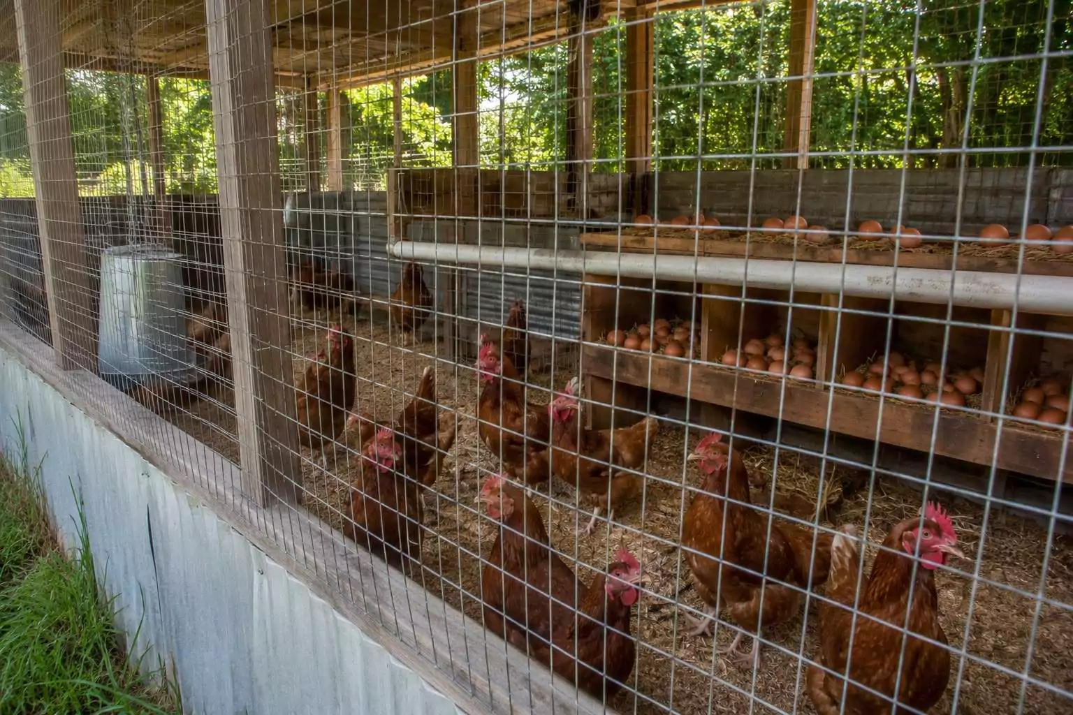 Teen Held After 48 Chickens Stolen from Antigua Grammar School Poultry Coop