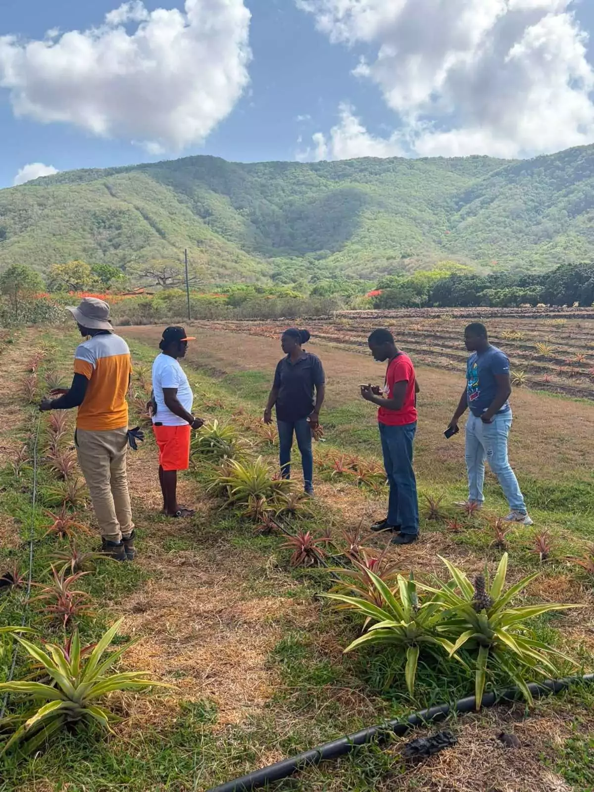 Ministry of Agriculture Interns Gain Hands-On Experience at Cades Bay Agricultural Station