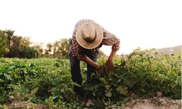 Government Considers Recruiting Haitian Workers to Boost Farming