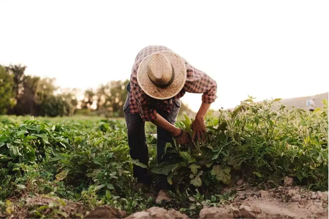 Government Considers Recruiting Haitian Workers to Boost Farming