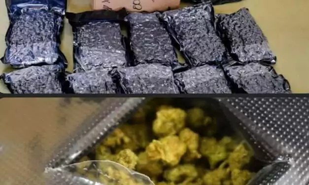 Police and Customs Seize $132,000 Worth of Cannabis at V.C. Bird International Airport