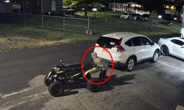 VIDEO: Two Caught on Camera Stealing Quad Bike from Herbert’s Property
